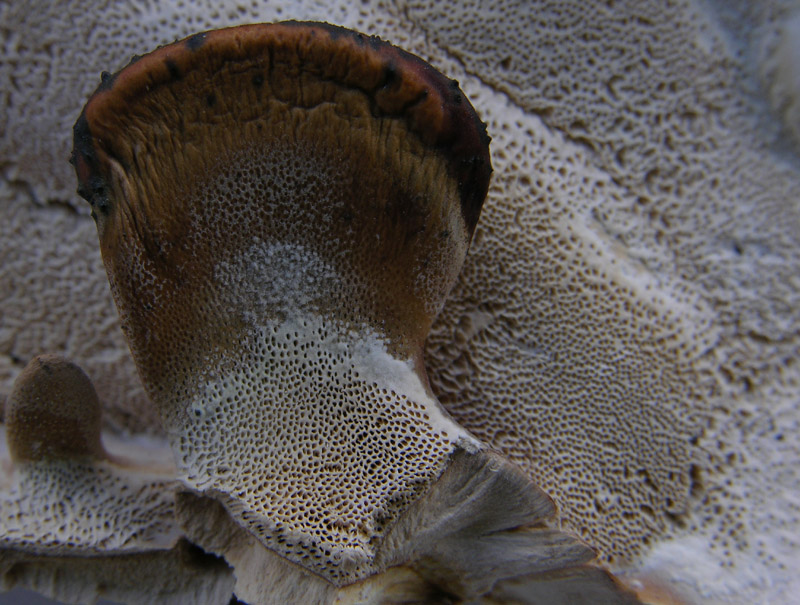 Da determinare  (Bjerkandera fumosa)